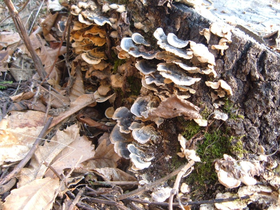 Polipori e altri funghi lignicoli della Valtellina (Sondrio)
